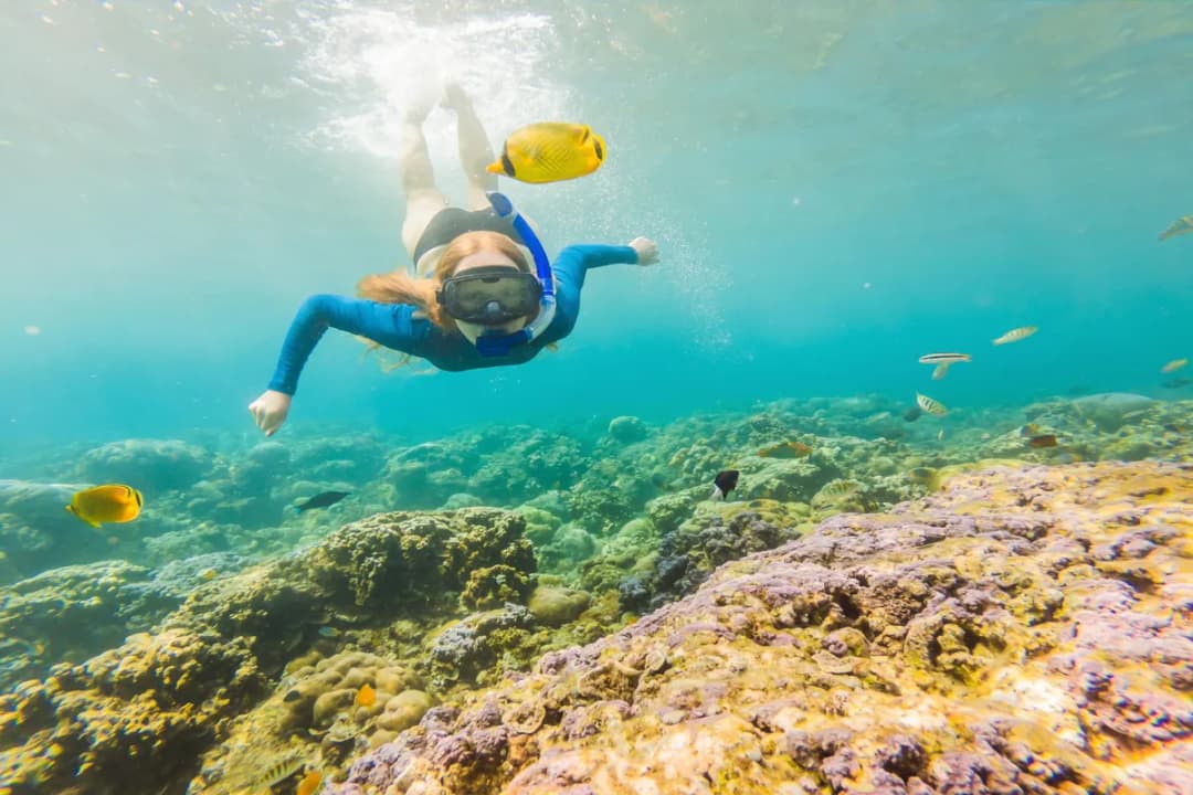 Snorkelling and Diving