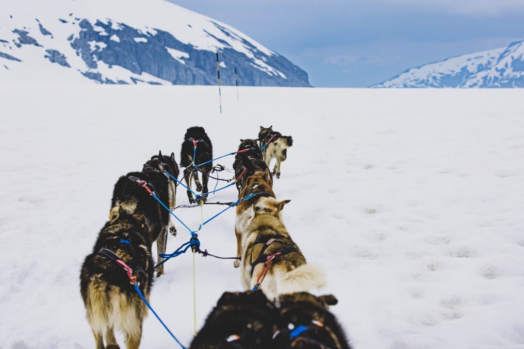 Dog Sledding Adventure