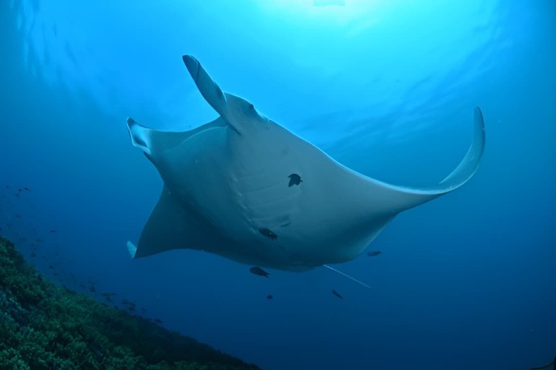 Nusa Penida Manta Point