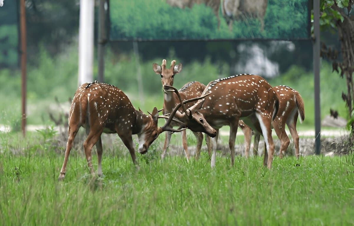 Chitwan National park
