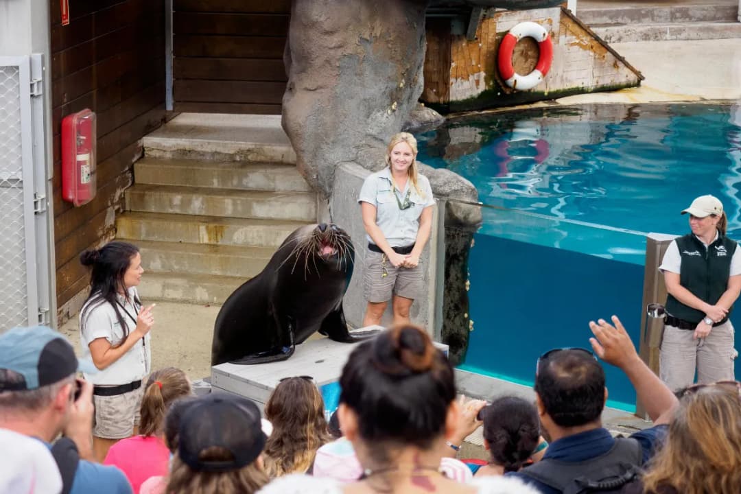 Seals for the Wild Show