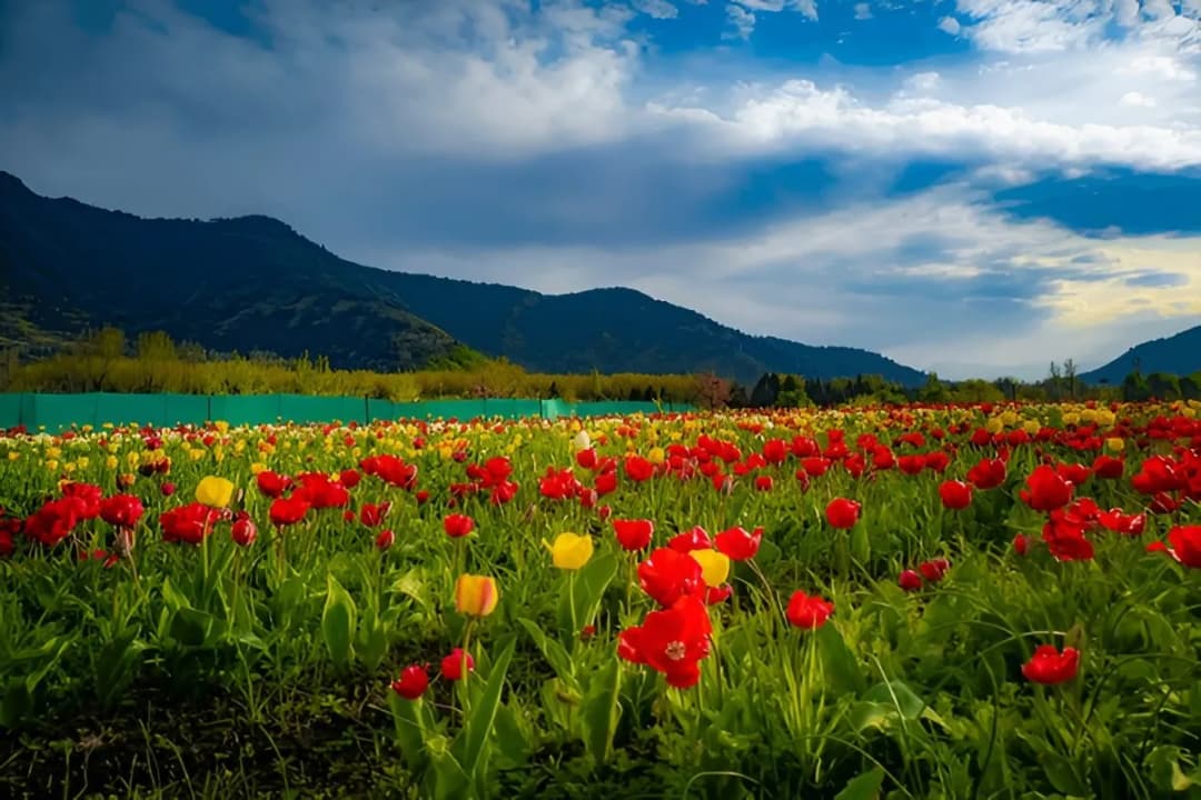 A sea of tulips in full bloom