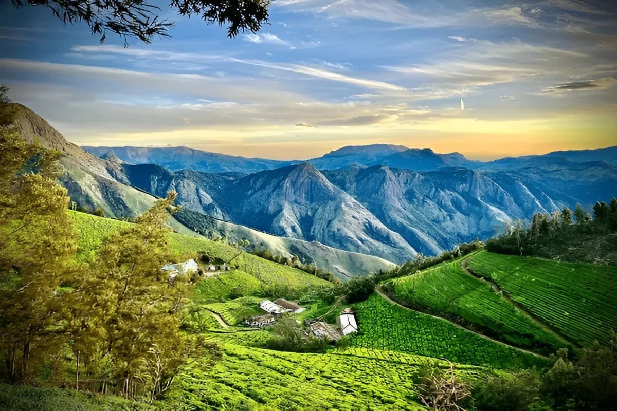 Kolukkumalai Tea Estate