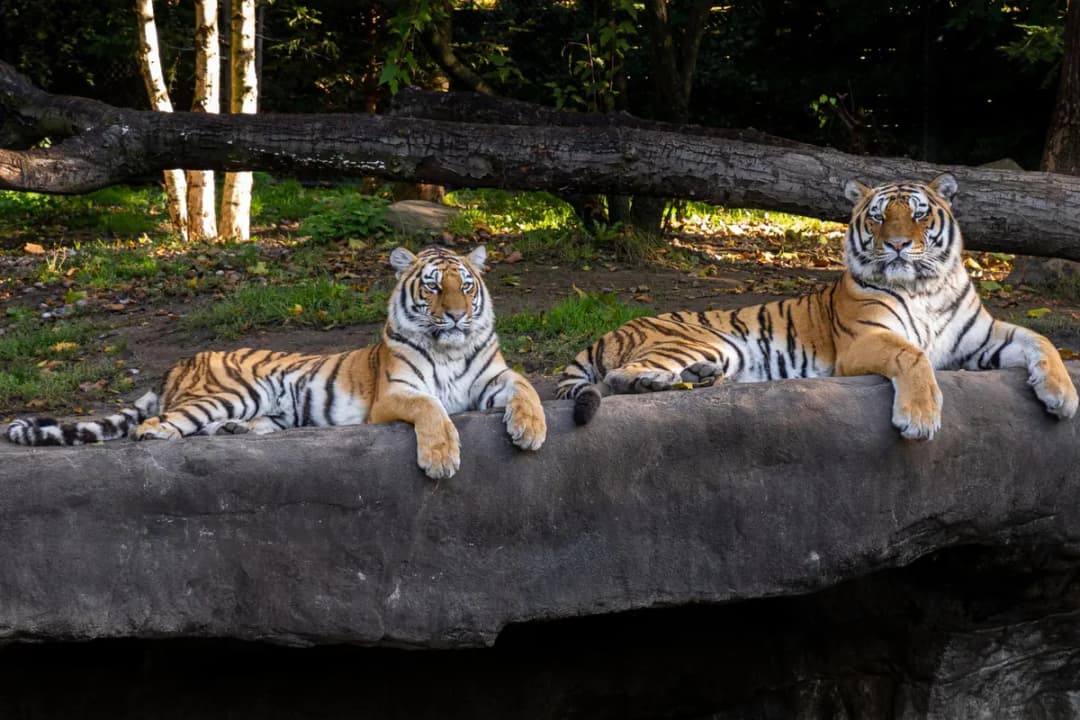 Meet Tigers
