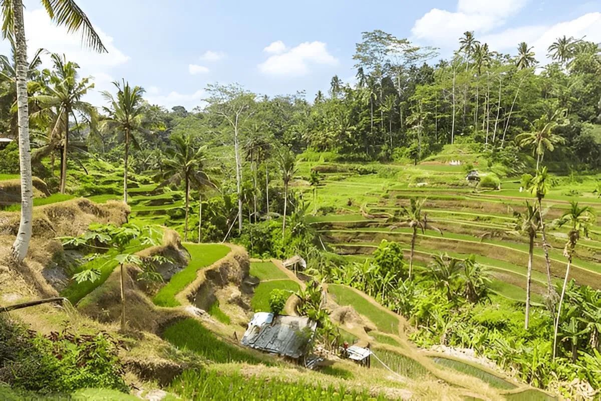 Tegallalang Rice Terraces