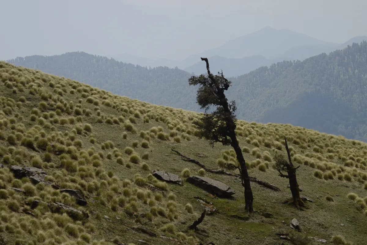 Kedarnath Wildlife Sanctuary