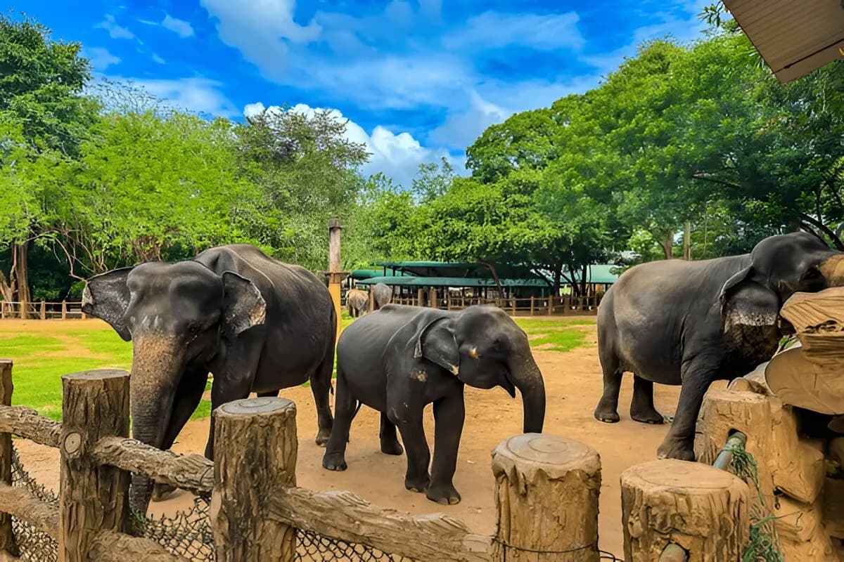 Pinnawala Elephant Orphanage