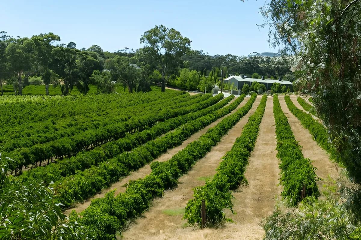 Barossa Valley Wine Tour