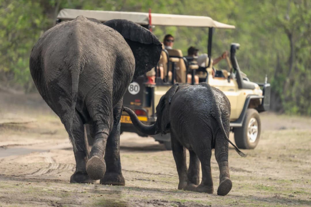 Elephant Safari