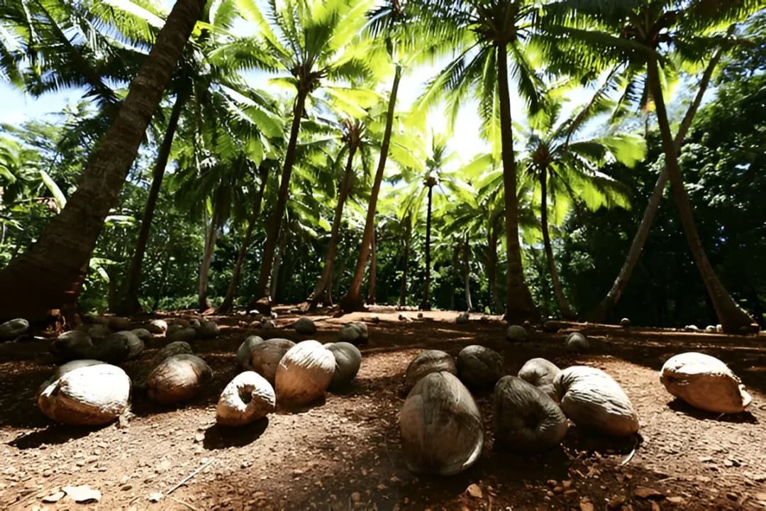 Coconut Plantations