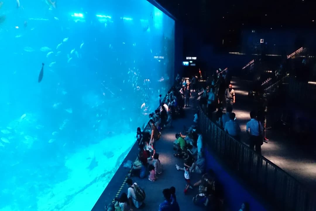 S.E.A. Aquarium Experience