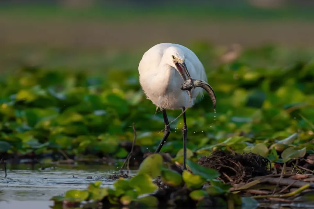 Bird Watching Paradise