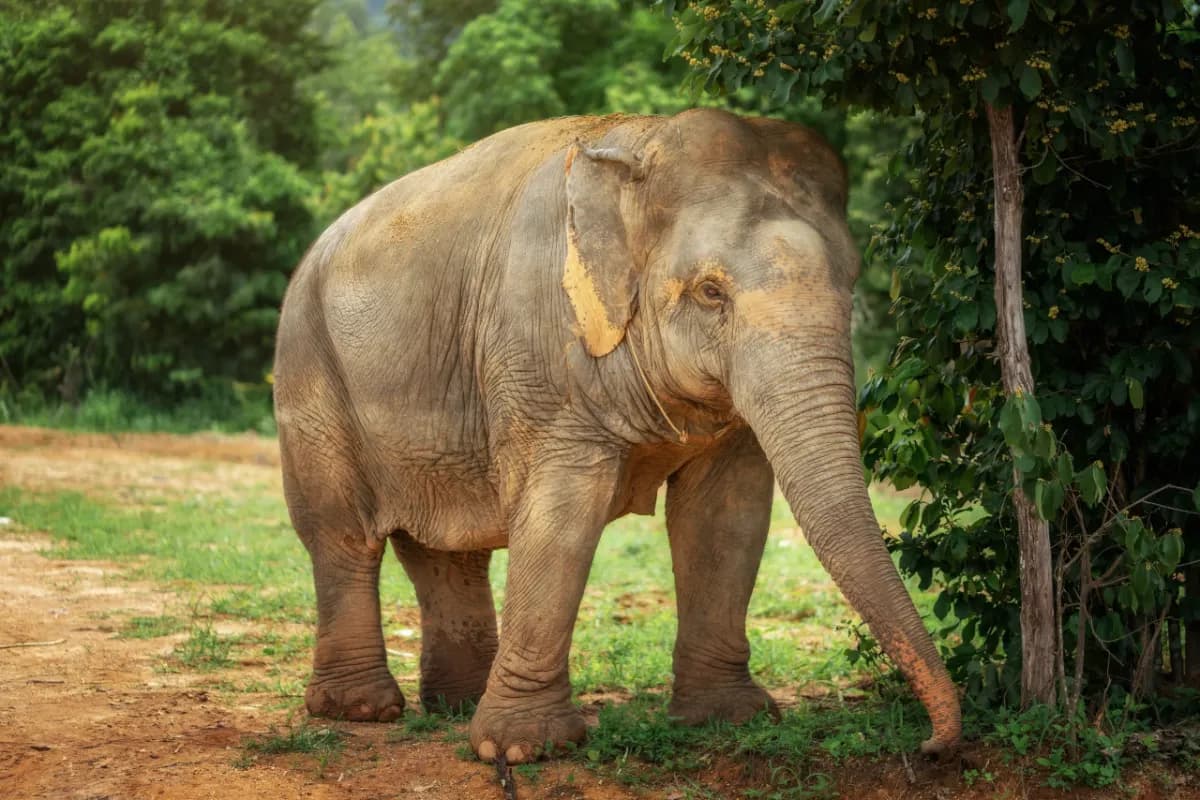 Elephant Jungle Sanctuary Phuket