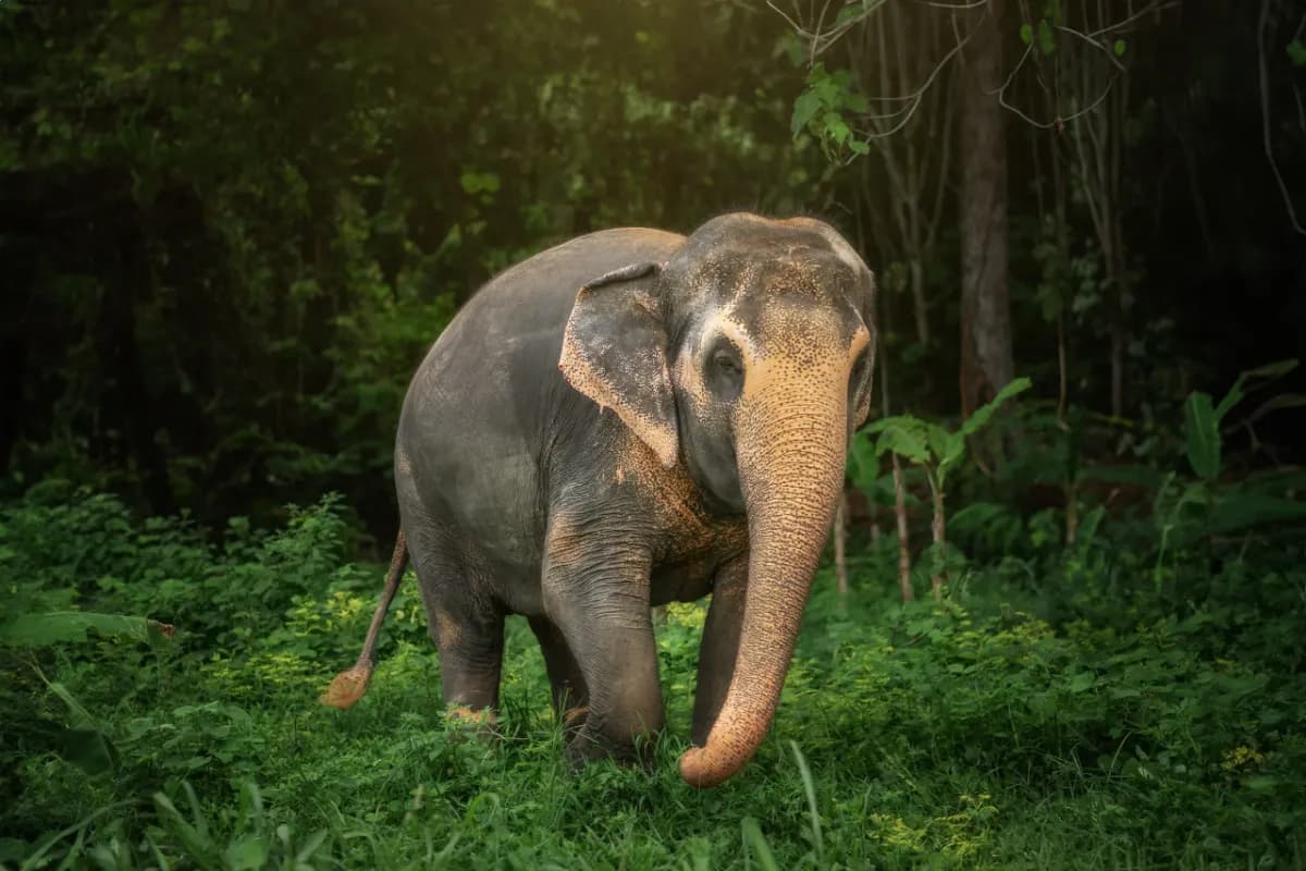 Elephant Jungle Sanctuary Phuket