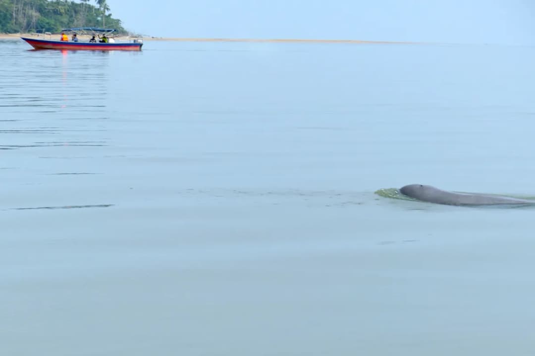 Irrawaddy Dolphins