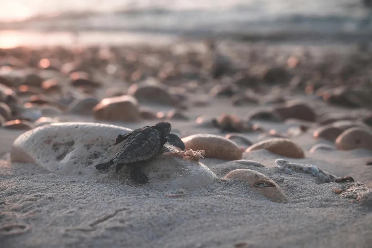 Turtle Sanctuary Beach
