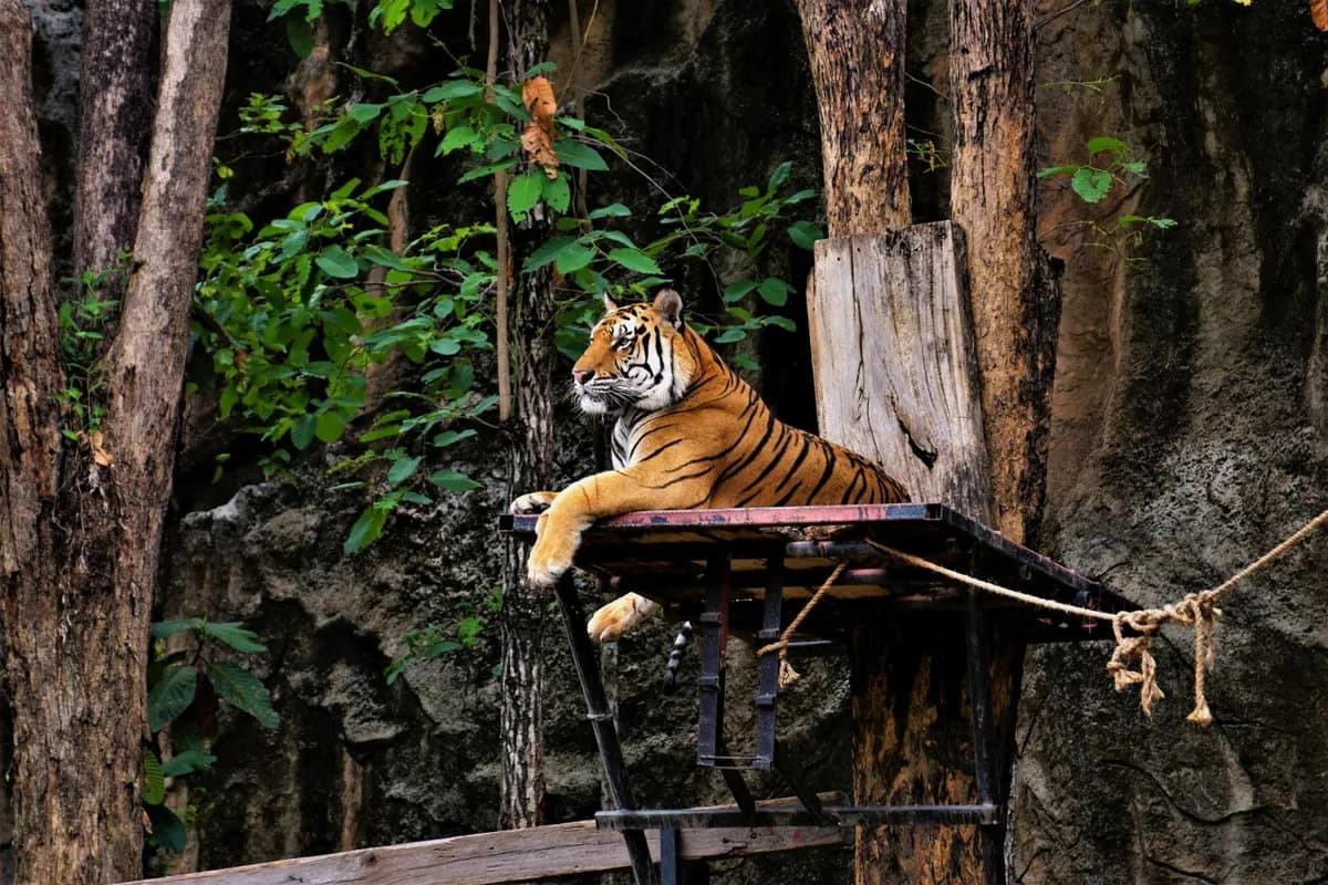 Bali Zoo