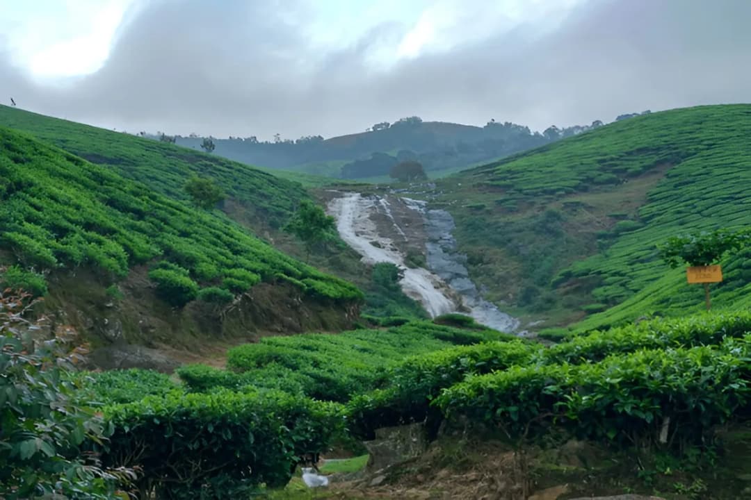 Kolukkumalai Tea Estate