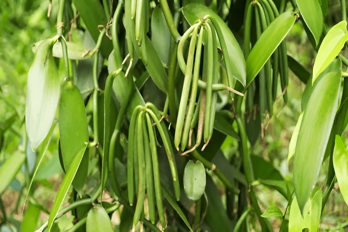 Tropical Spice Plantation