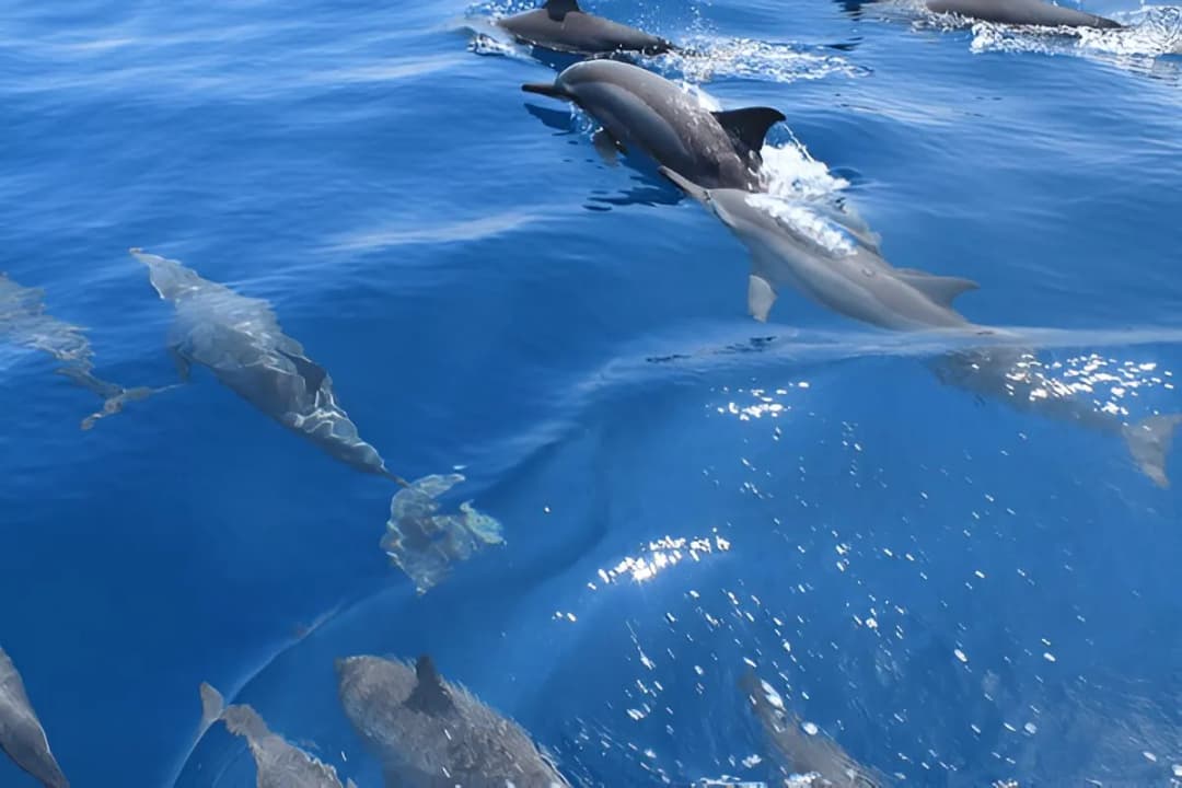 Dolphin Watching Cruises