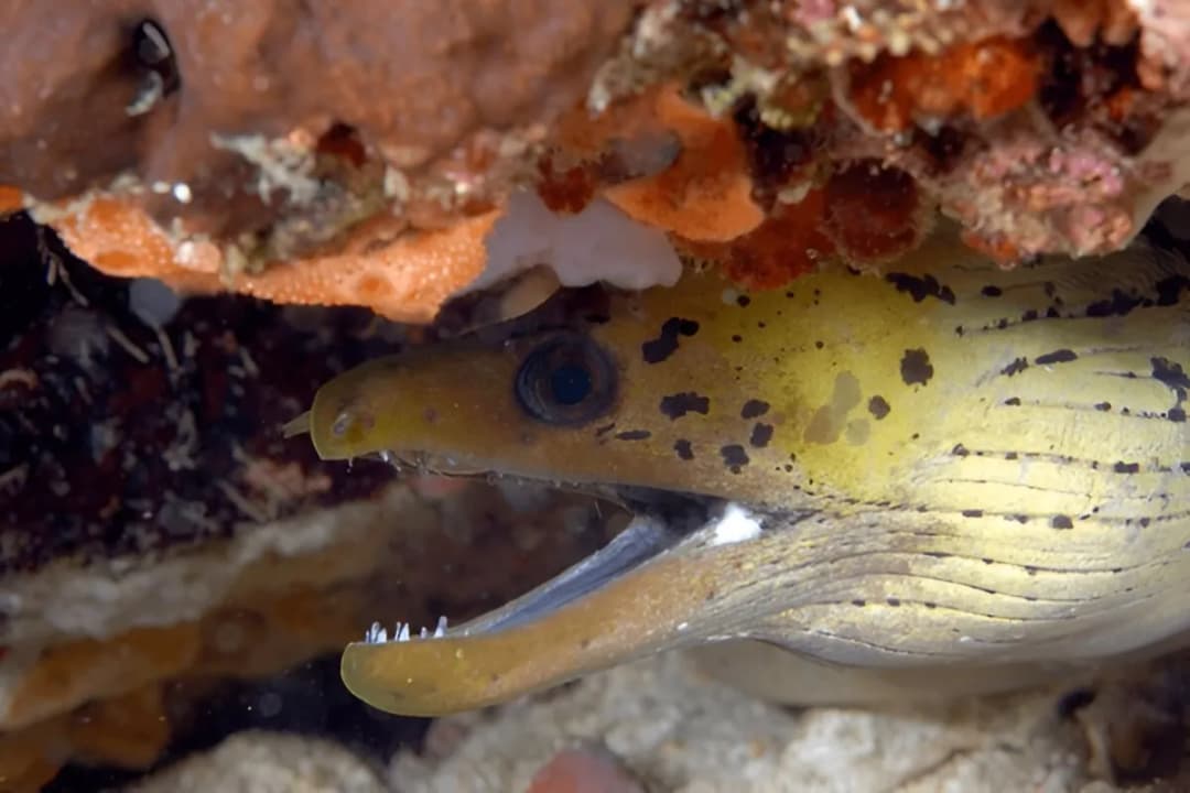 Macro Photography Spots