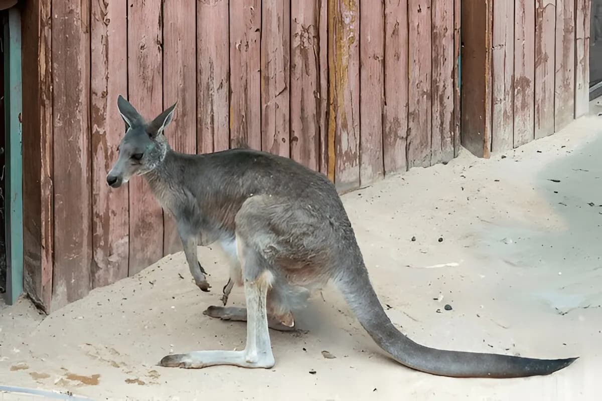 Baku Zoological Park