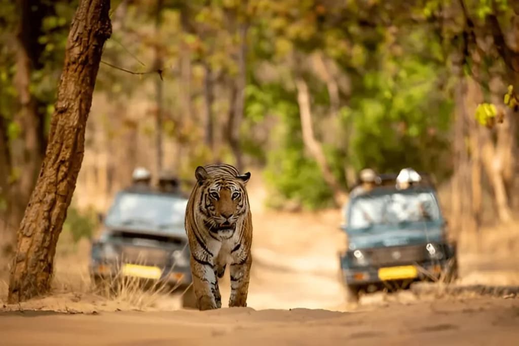 Things to Do During Monsoon in Madhya Pradesh
