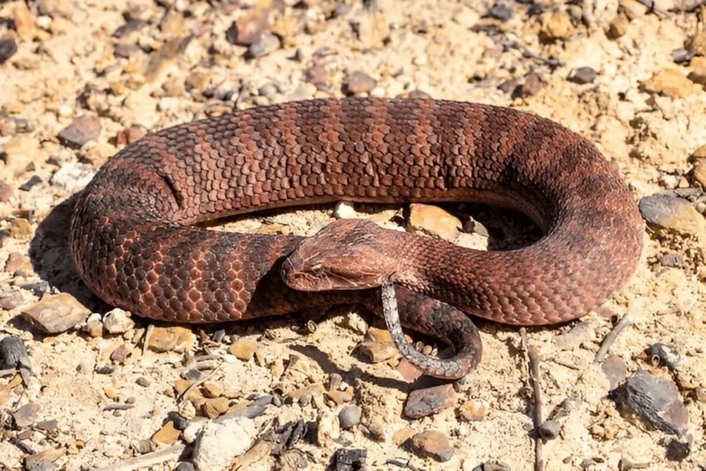 Australia Has More Deadly Animals Than Any Other Country