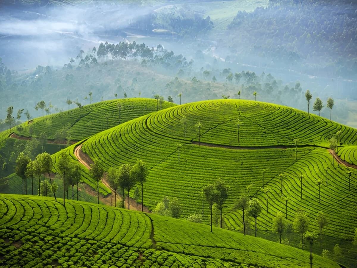 Kerala Tea Garden