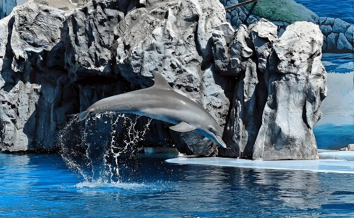 Pattaya Dolphin World