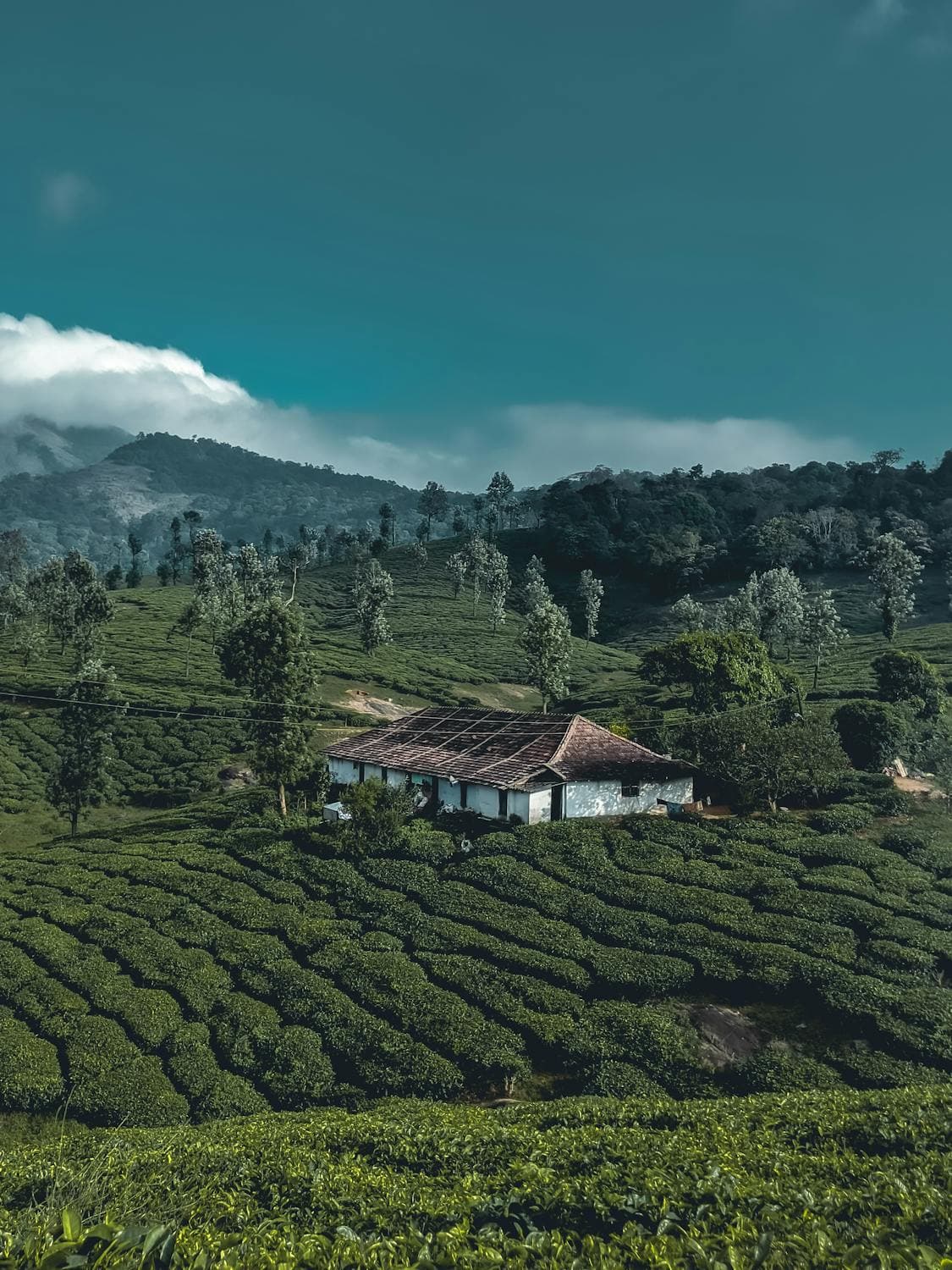 Honeymoon in the Hills: Best Guide for Coorg Honeymoon Tour