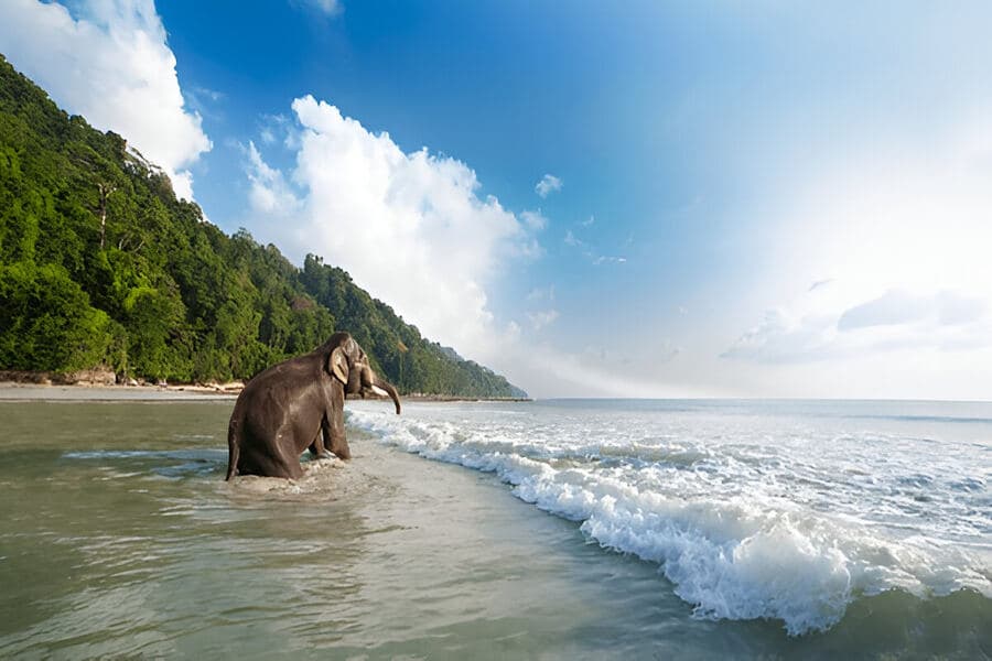 Water Activities and Beach Time at Elephanta Beach