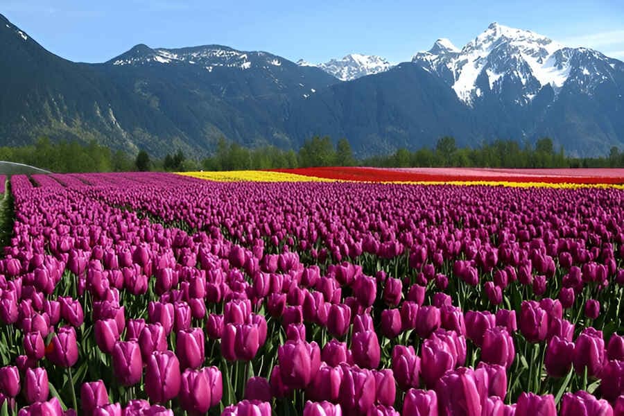 A Stroll at the Tulip Garden