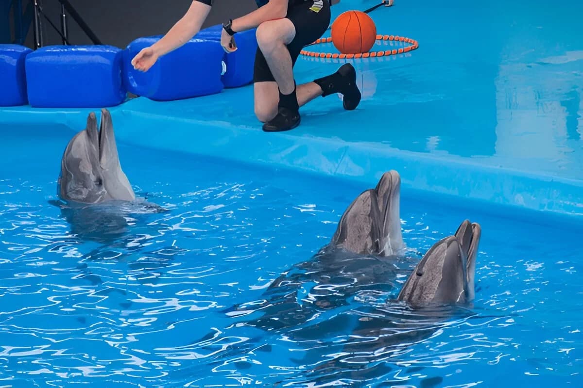 Dolphin Show, Phuket