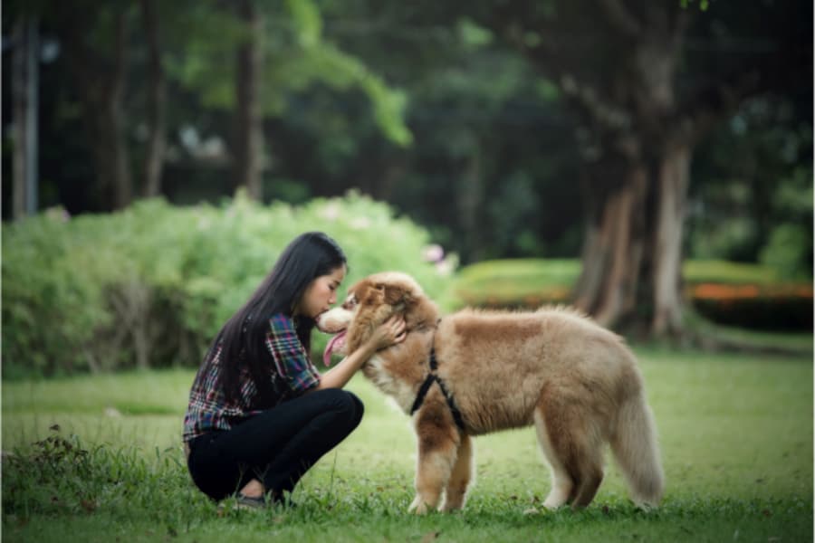Pet-Friendly Hotels in Coimbatore: Where Pets Are Treated Like Family