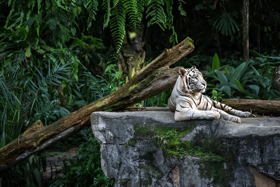 Singapore Zoo