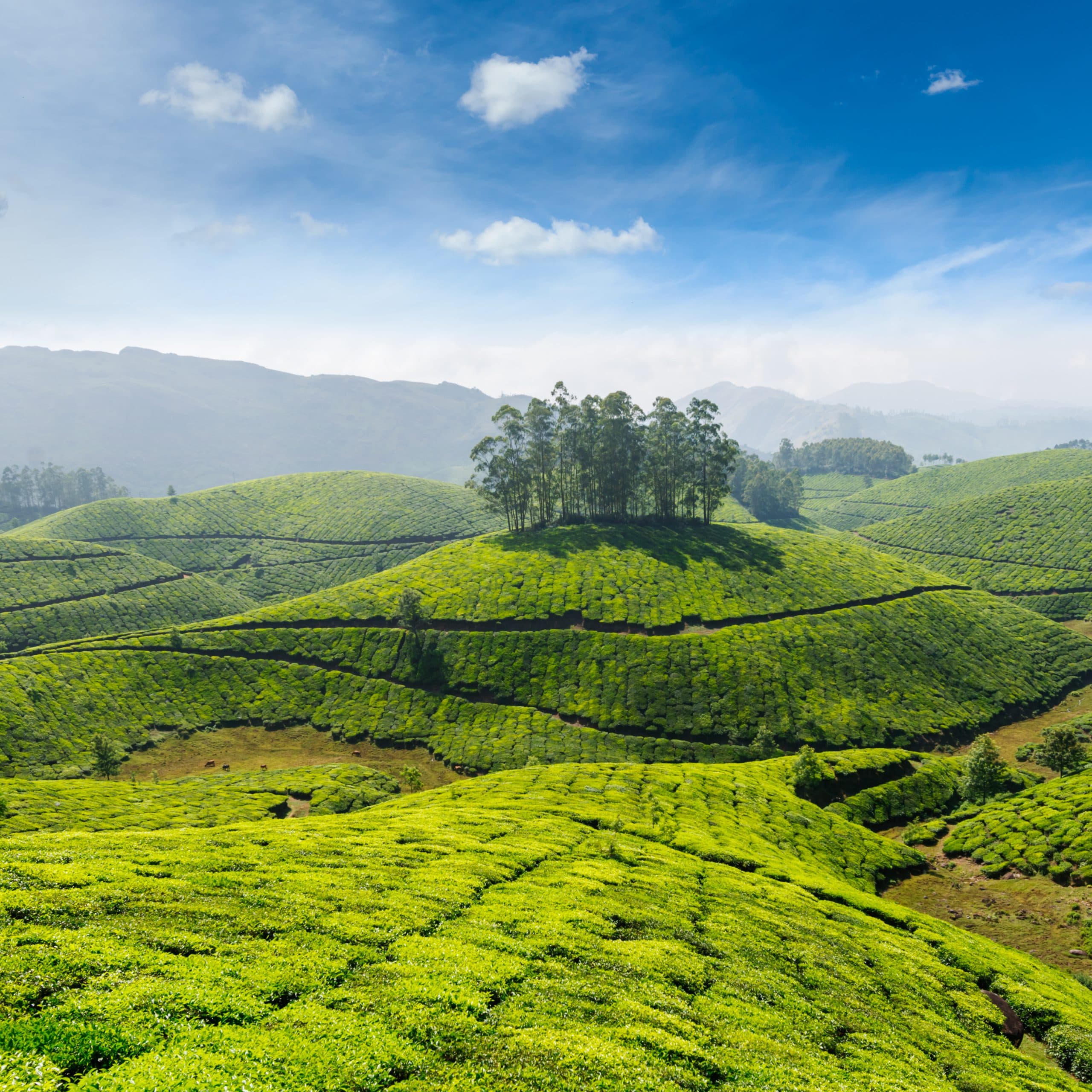 Best Darjeeling Honeymoon Package | Plan Honeymoon with Viacation