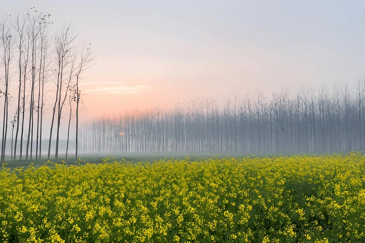 Best Time To Visit Punjab