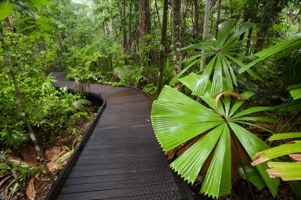 The Daintree Rainforest Is Older Than the Amazon