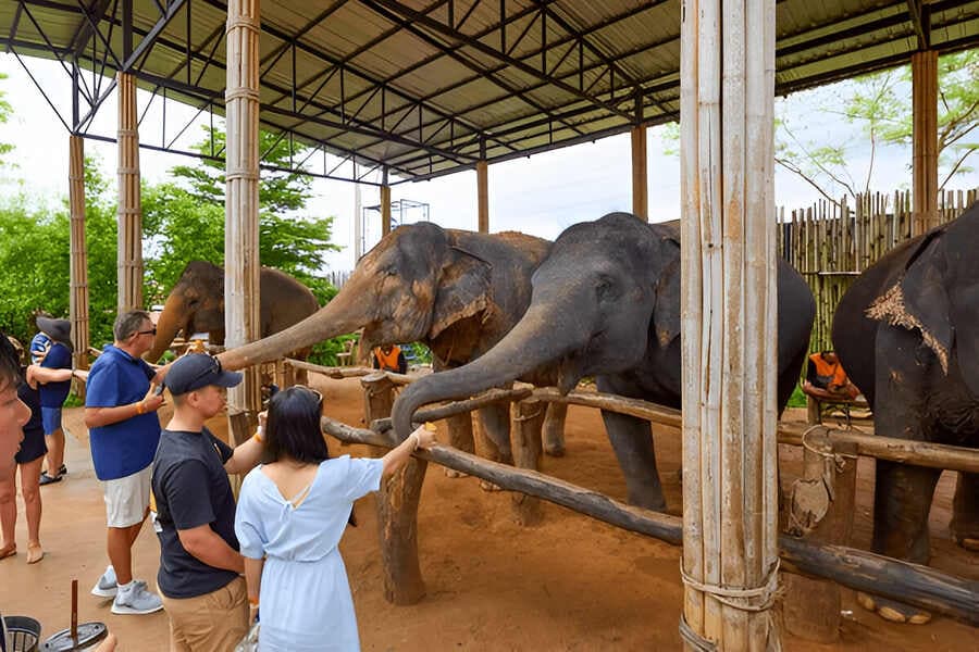 Elephant Jungle Sanctuary, Phuket