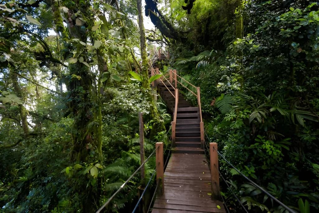 Cameron Highlands Mossy Forest