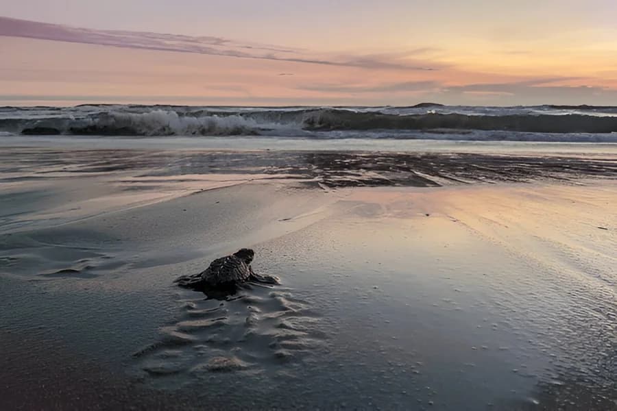 Turtle Sanctuary Beach