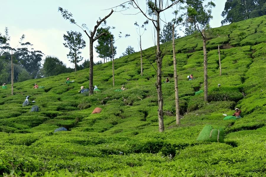 Kolukkumalai Tea Estate