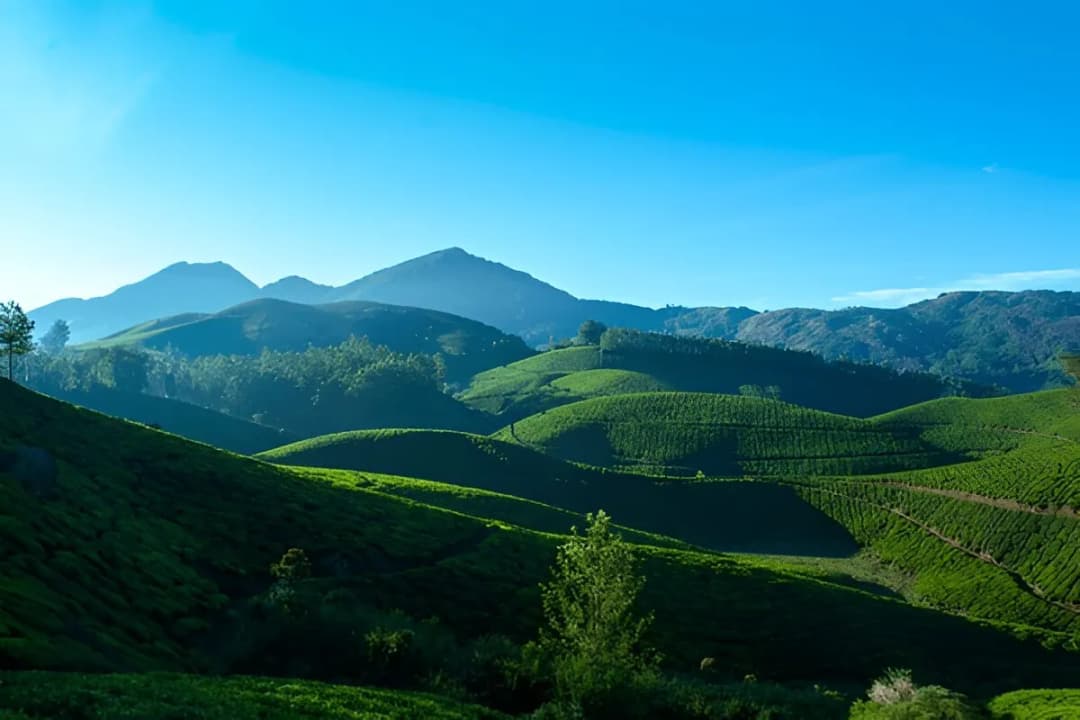 Munnar Hills