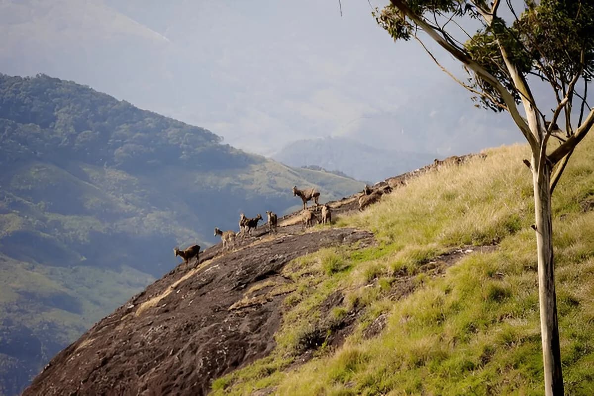 Eravikulam National Park