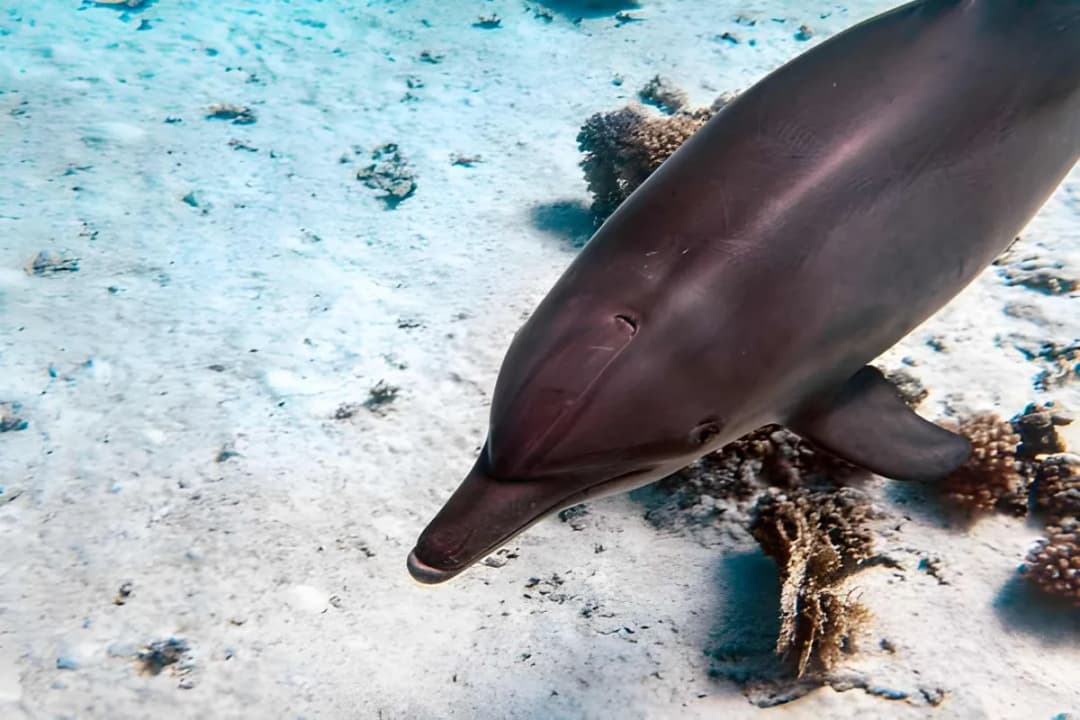 Dolphin & Manta Watching