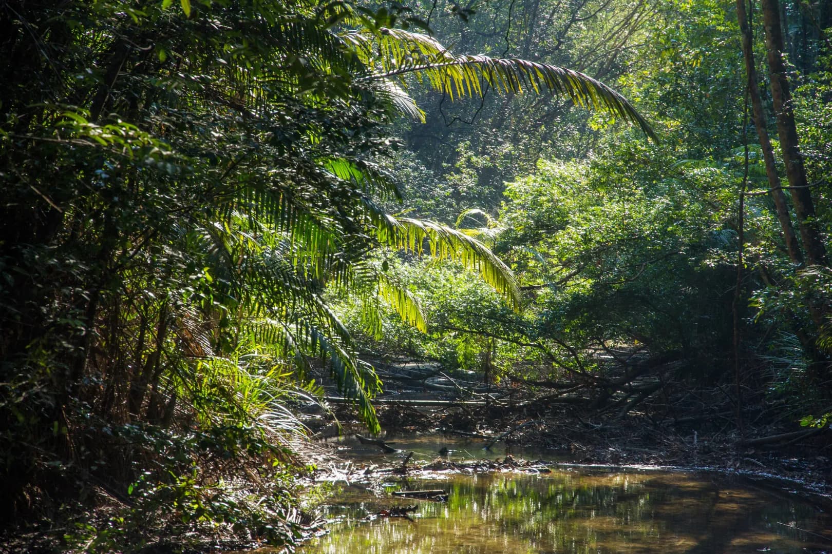 Penang National Park