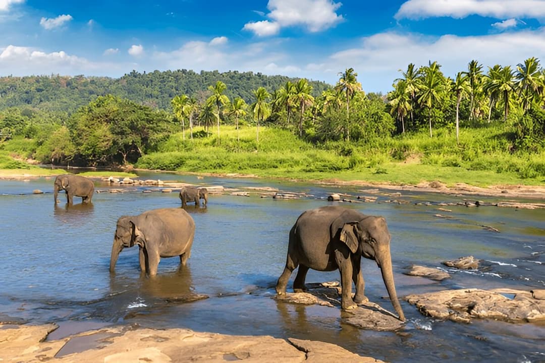 River Bathing Session