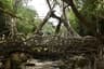 Double Decker Living Root Bridge