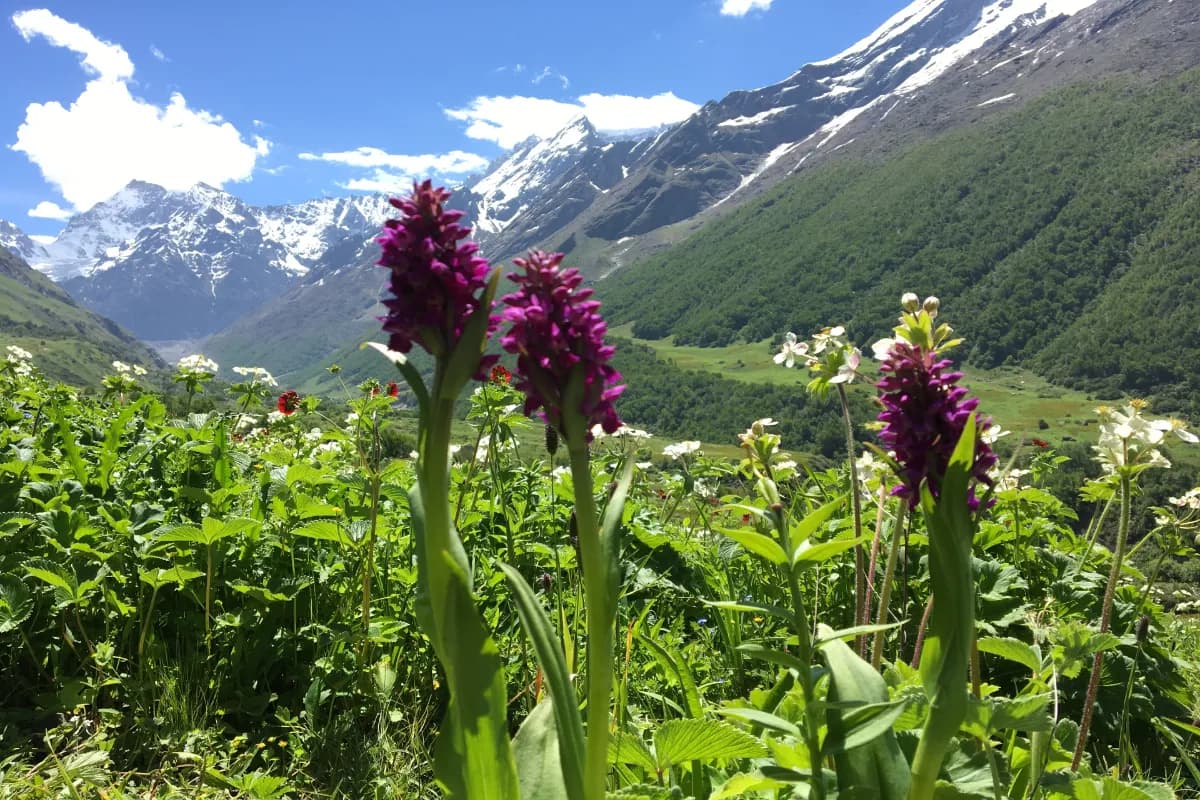Valley of flowers